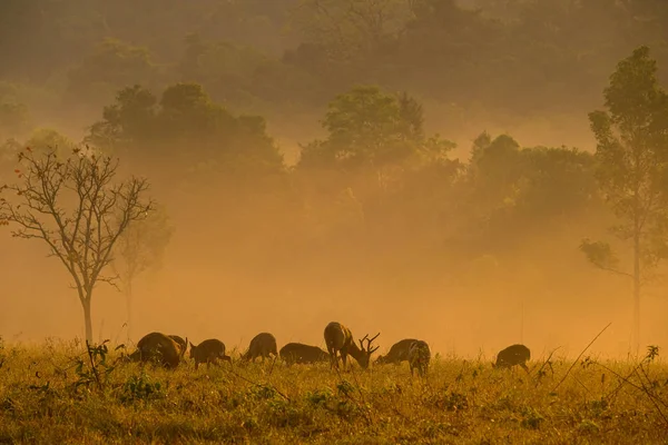 Ciervo Puesta de sol familiar en la provincia de Thung Kramang Chaiyaphum, Tailandia —  Fotos de Stock