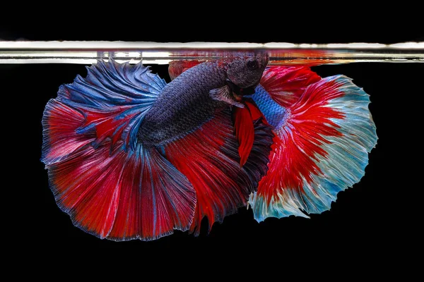 Siamese fighting fish fighting on a black background