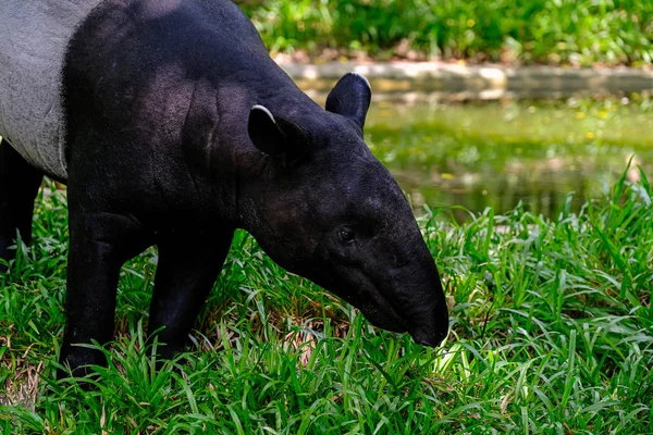 Малайский тапир (Tapirus indicus), также называемый азиатским тапиром — стоковое фото