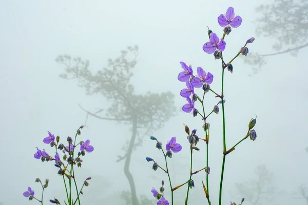 Вершина цветка Нага в Раине и на закате, Фиолетовый цветок, Му — стоковое фото