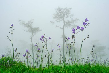 Yağmur ve Gün Batımında Naga Çiçeğinin Tepesi, Mor Çiçek, Mu