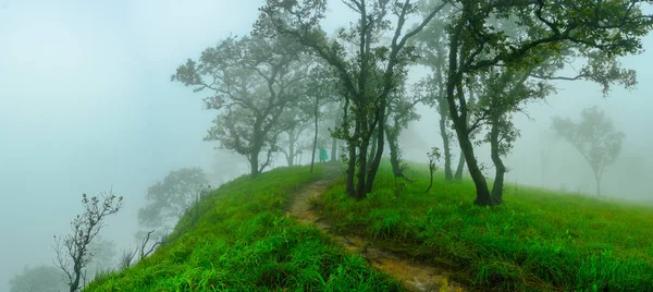 Tourists wear green rain jackets, walk in the foggy rainforest.