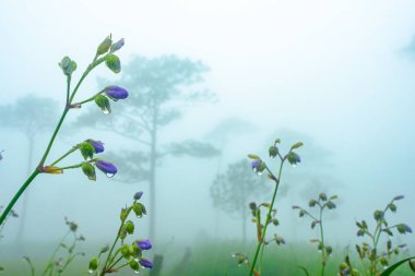 Yağmur ve Gün Batımında Naga Çiçeğinin Tepesi, Mor Çiçek, Mu