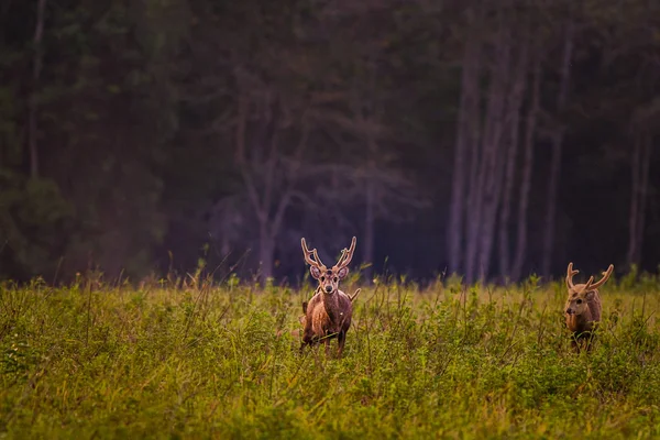 Family Sunset Deer at Thung Kramang Chaiyaphum Province, Thailan — Stock Photo, Image