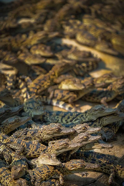 Grupo bebê de crocodilo da vida selvagem com medan de perto momento tailandês — Fotografia de Stock