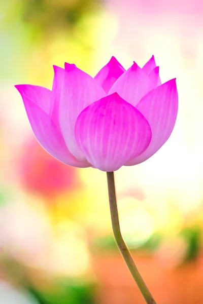 Bela flor de lótus único — Fotografia de Stock