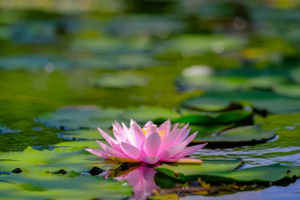 연못에 있는 아름다운 분홍빛 수련이나 연꽃. — 스톡 사진