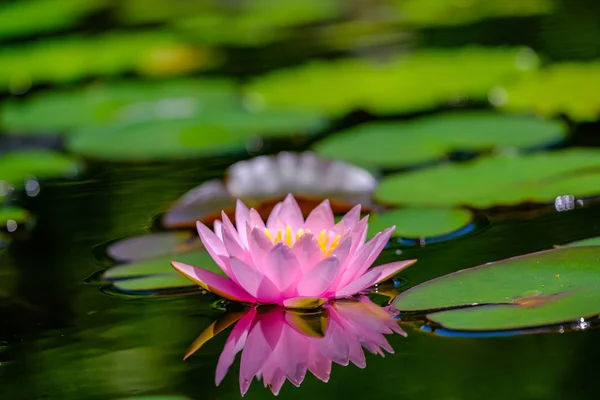 Hermosa flor de agua rosa o flor de loto en el estanque. —  Fotos de Stock