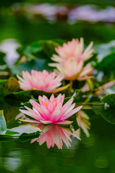 Bonito rosa waterlily ou flor de lótus na lagoa. — Fotografia de Stock