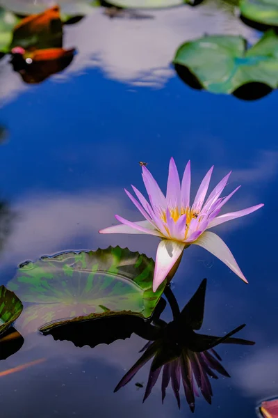 Belle fleur rose de nénuphar ou lotus dans l'étang. — Photo