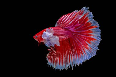 Beta balığı, Siyam dövüşen balığı siyah arka planda