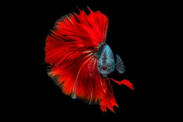 Betta fish, siamese fighting fish on black background — Stock Photo, Image