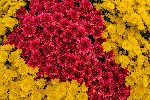 Viele schöne Chrysanthemen-Hintergrundbilder in einer Blumengarde — Stockfoto