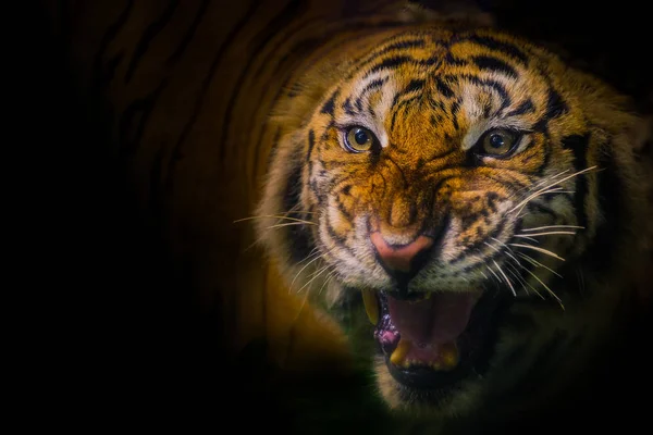 Face tigre le tigre sibérien (Panthera tigris tigris) aussi appeler — Photo