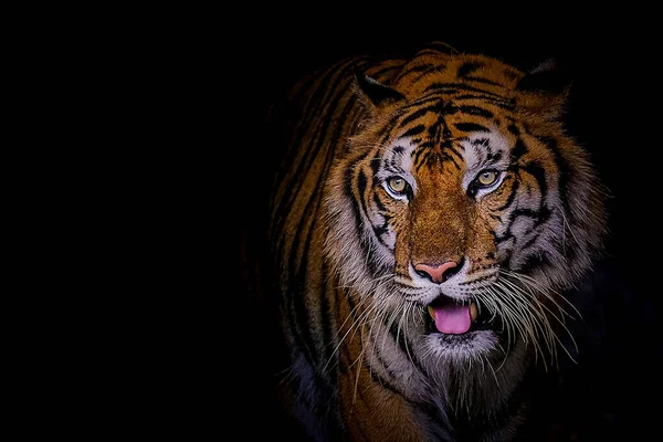 Gezicht tijger de Siberische tijger (Panthera tigris tigris) ook bellen — Stockfoto