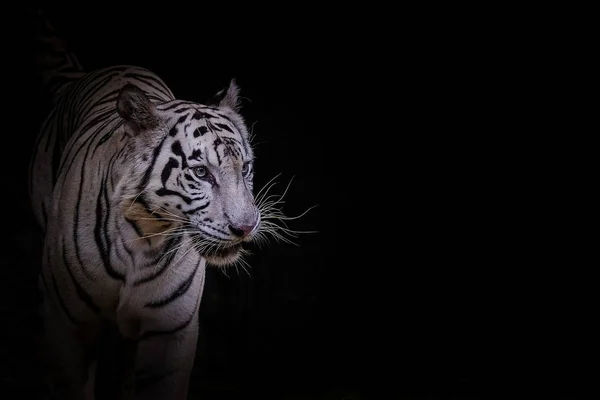 White tiger on close up face tiger isolated on black background — Stock Photo, Image