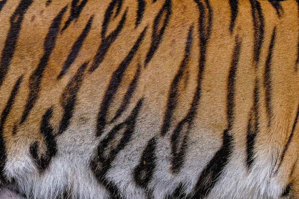 Close up tiger skin texture background — Stock Photo, Image