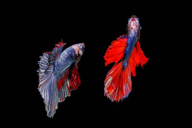 Siyam savaşçısı balıklar siyah arkaplanda izole edilmiş..