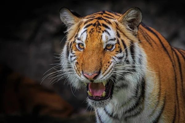 Het woeste gezicht van een Indochinese tijger — Stockfoto