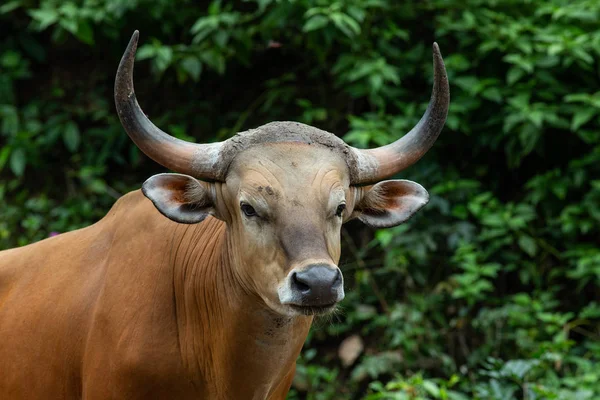 Close up shot of a Bos javanicus face — Stock Photo, Image