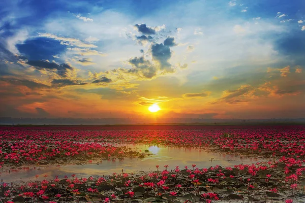 Udon Thani , picture of beautiful lotus flower field at the red — Stock Photo, Image