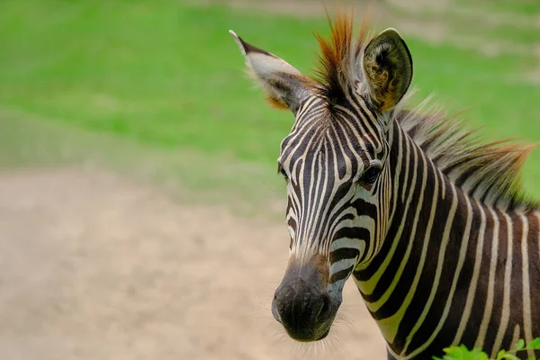 Een veulen en moeder steppezebra lopen door lang groen gras — Stockfoto