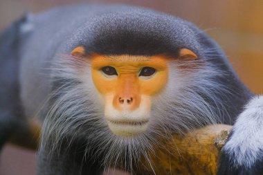 Kırmızı saplı Douc Langur yakın çekim yüz