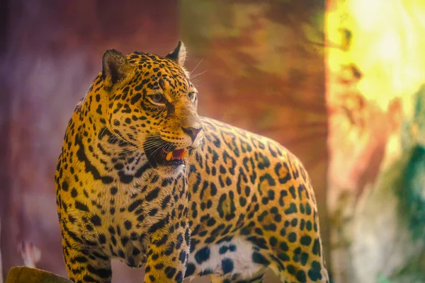Leopardo con puesta de sol por la mañana Siéntate en el suelo Espacio para la fuente —  Fotos de Stock