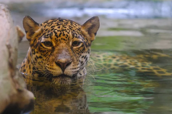 Леопарды купаются в воде и смотрят в камеру. — стоковое фото
