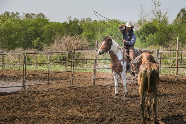 Cowboys a cavalo estão jogando corda para pegar vacas — Fotografia de Stock