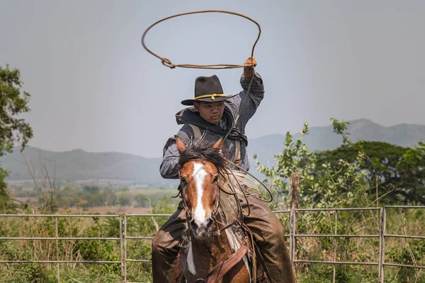 馬に乗ったカウボーイは、ランクで牛を捕まえるためにロープを投げている — ストック写真