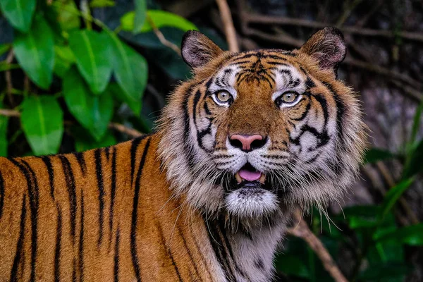 Close up uitzicht van een Siberische tijger (Panthera tigris altaica) — Stockfoto