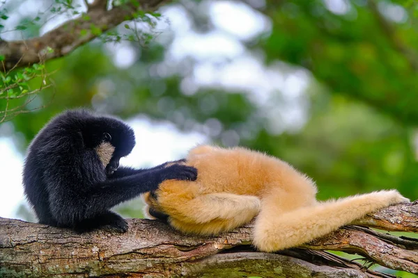 Deux gibbons (noir et brun) sont sur l'arbre. Gigot à joues blanches — Photo