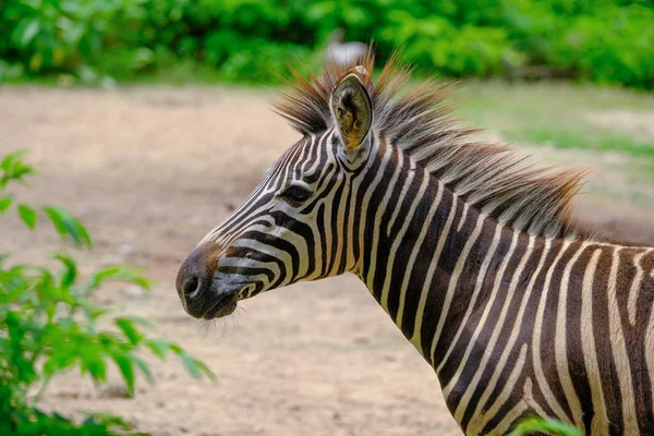 Een veulen en moeder steppezebra lopen door lang groen gras — Stockfoto