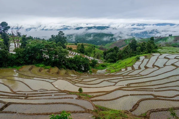 Belle vue paysage sur les terrasses de riz et la maison à chiang ma — Photo