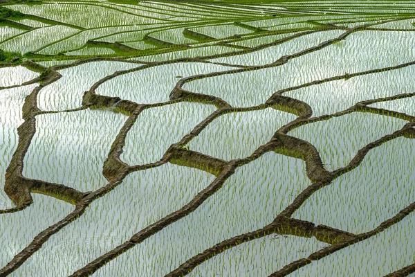 Hermosa vista del paisaje de terrazas de arroz y casa en chiang ma — Foto de Stock