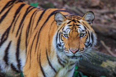Siyah bir backgrou üzerinde Tayland'da bir bengal kaplan Tiger portre