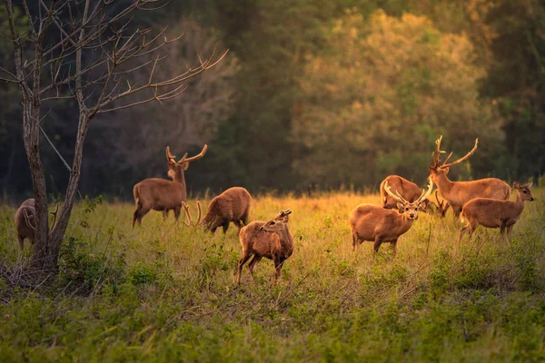 Family Sunset Deer at Thung Kramang Chaiyaphum Province, Thailan — Stock Photo, Image