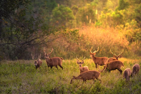 Ciervo Puesta de sol familiar en la provincia de Thung Kramang Chaiyaphum, Tailandia — Foto de Stock