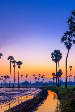 Gün doğumunda çeltik tarlasında şeker palmiye ağaçları, Pathum Thani Pro