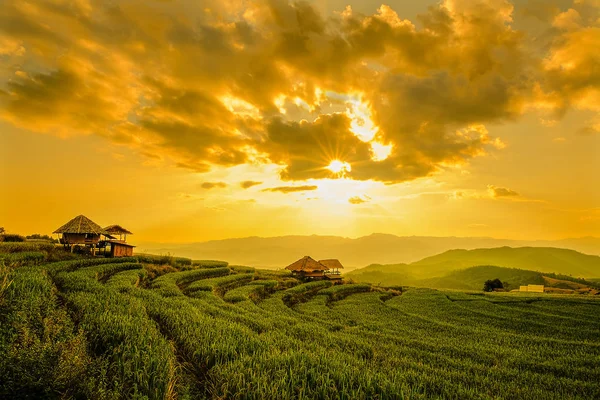 Landscape view of green terraced rice field — Stock Photo, Image