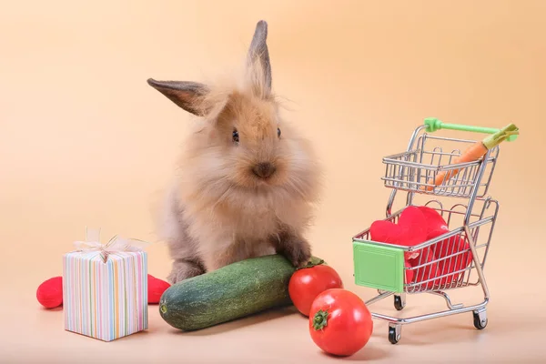 Lapins Sur Parquet Carottes Concombres Tomates Fûts — Photo