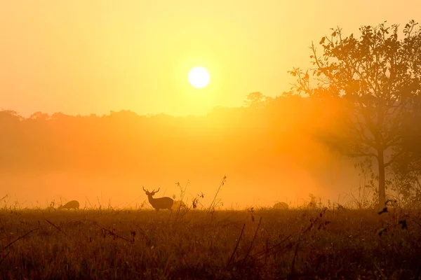 Ciervo Puesta Sol Familiar Provincia Thung Kraang Chaiyaphum Tailandia — Foto de Stock