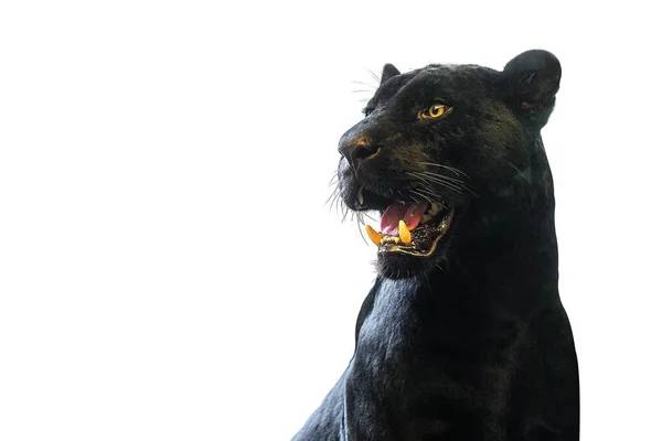 Panther Zblízka Bílým Pozadím — Stock fotografie