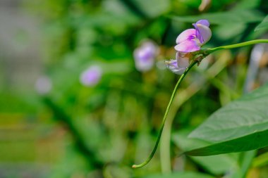 Bahçedeki tropikal fasulye çiçekleri.