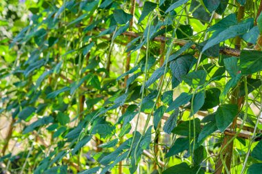 Organik Yardlong Fasulye Çiftliği, Yeterlilik Ekonomisi.