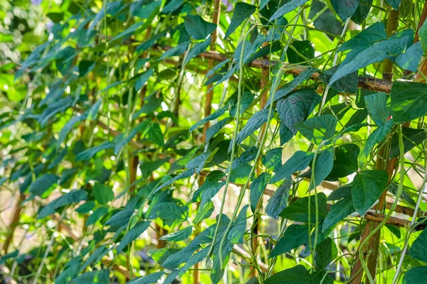Organik Yardlong Fasulye Çiftliği, Yeterlilik Ekonomisi.
