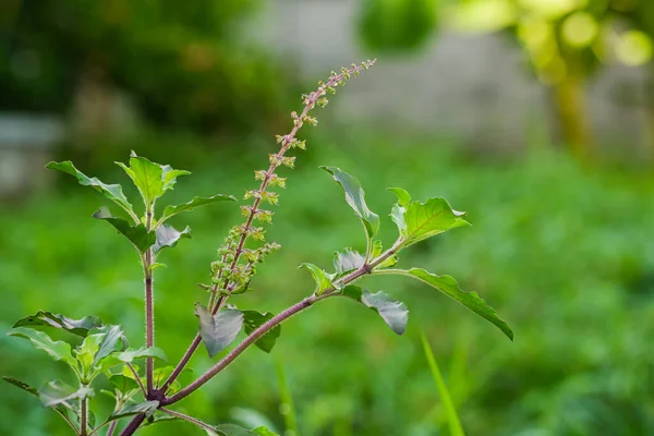 Basilic Couleur Rouge Ocimum Sanctum Herbes Ustensiles Cuisine Reine Des — Photo