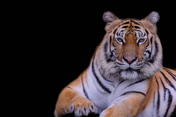 Tigre Sur Fond Noir — Photo