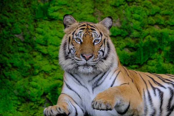 Een Tijger Een Groene Mos Achtergrond — Stockfoto